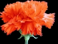 orange4