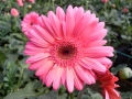 gerbera