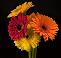 gerberas39