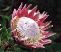 proteas2