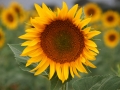 sunflowers